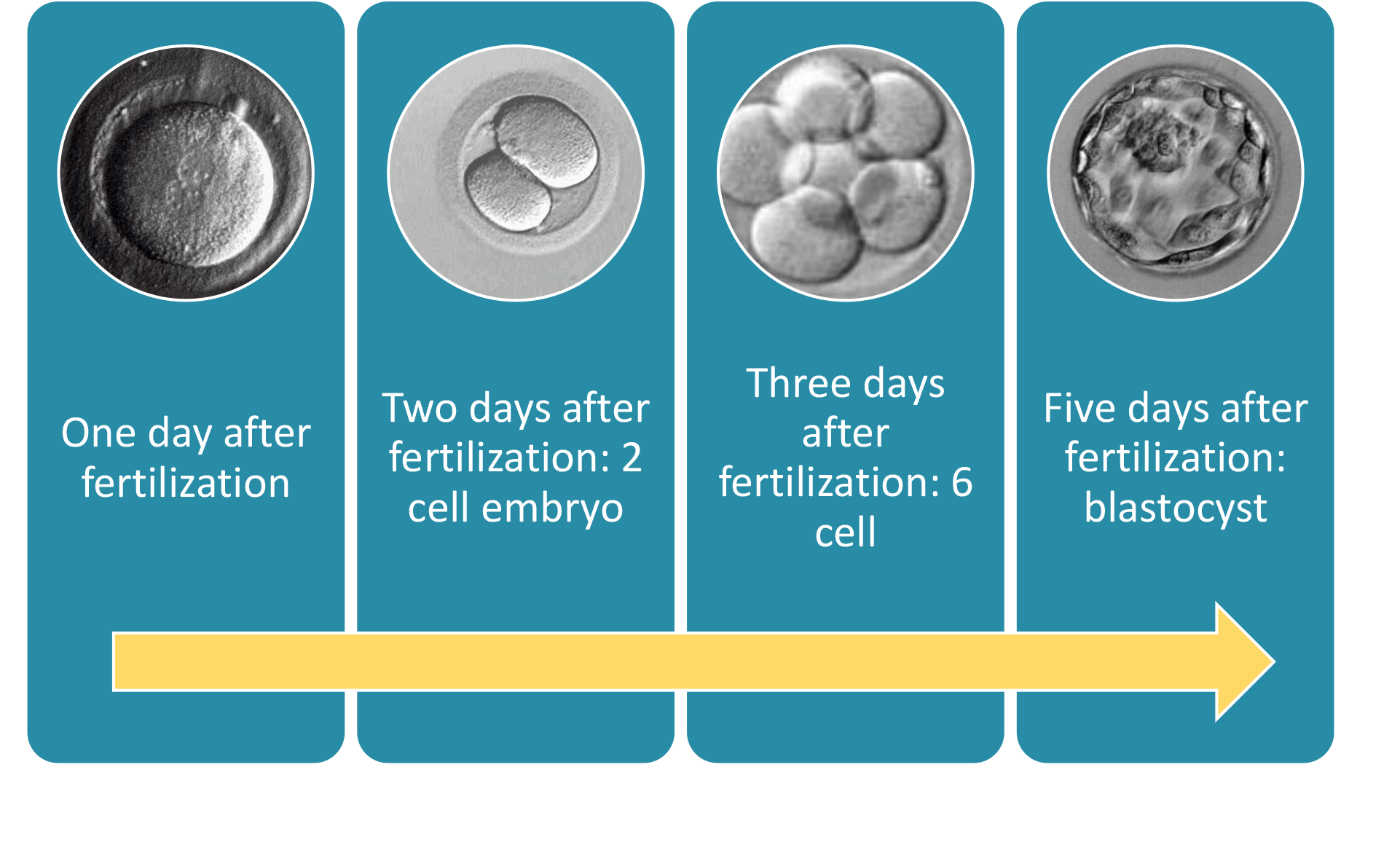 Steps In The IVF Process IVF Center In Louisiana Fertility Answers