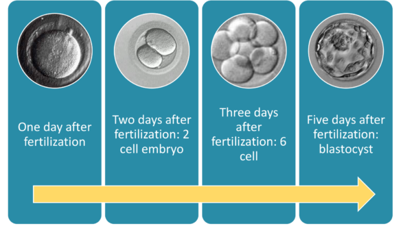 fertilization steps