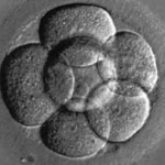 embryo