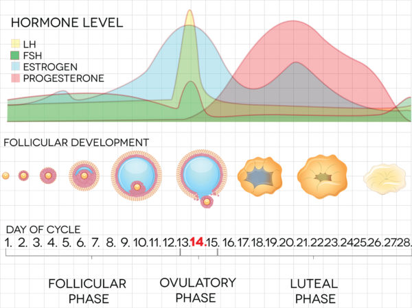 Ladies online menstrual cycle