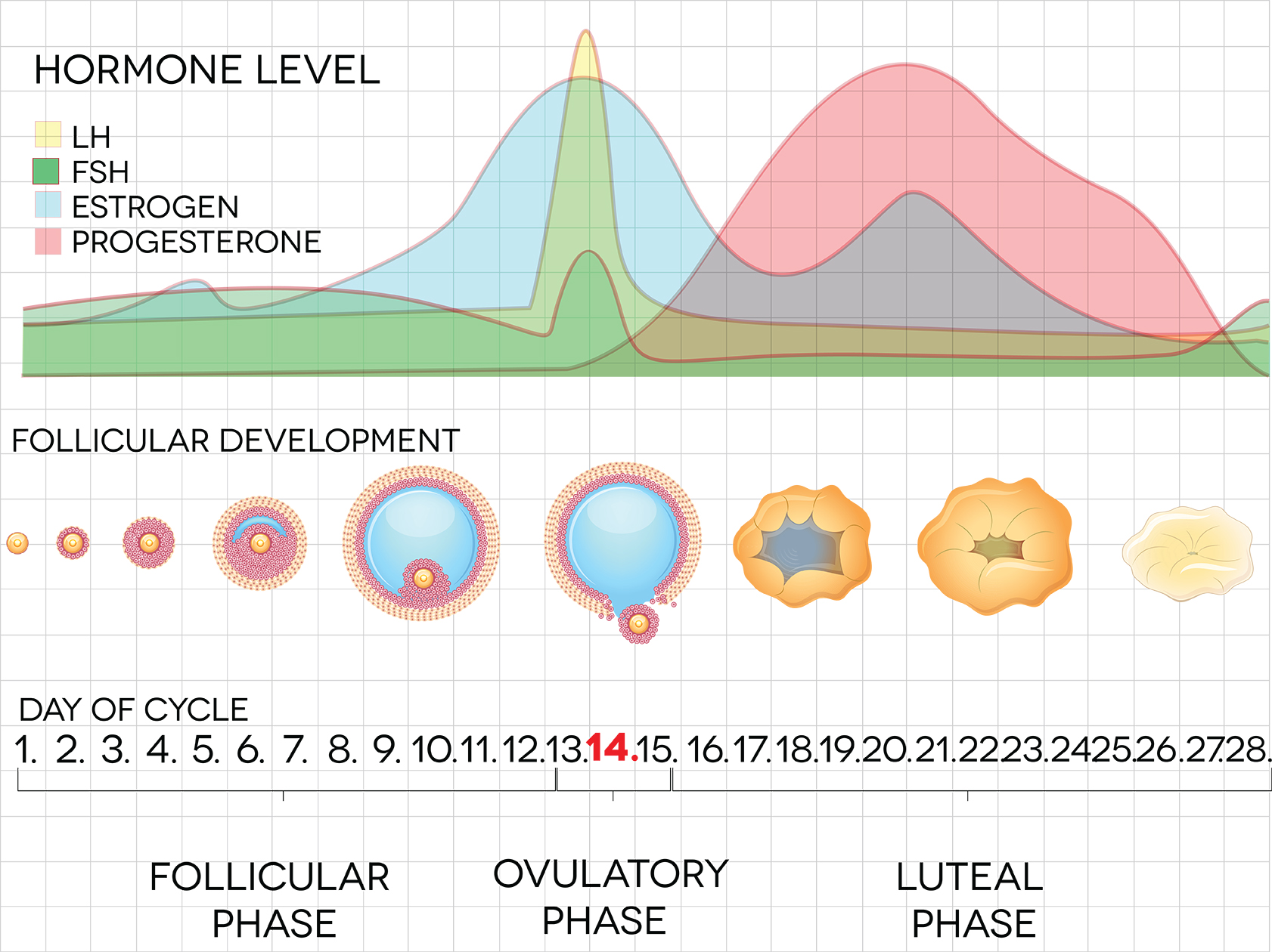 5. Problems with the luteal phase and what this means for your fertility