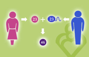 fertility answers