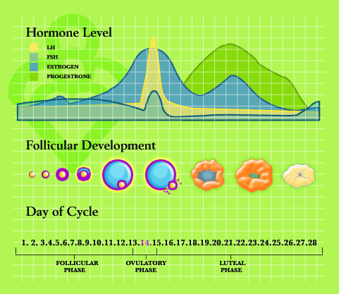 Understanding ovulation