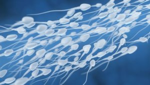Understanding sperm health