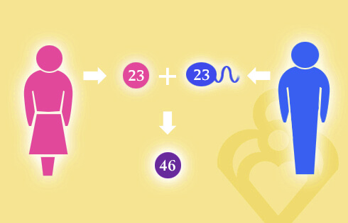 Embryo genetic testing