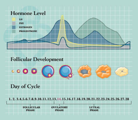 Female menstrual cycle chart