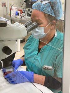 Embryologist searching for eggs during an egg retrieval