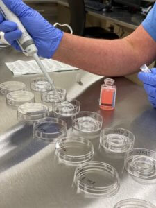 Embryologist preparing dishes for IVF